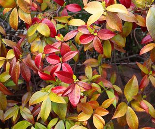 star jasmine with red and bronzed leaves