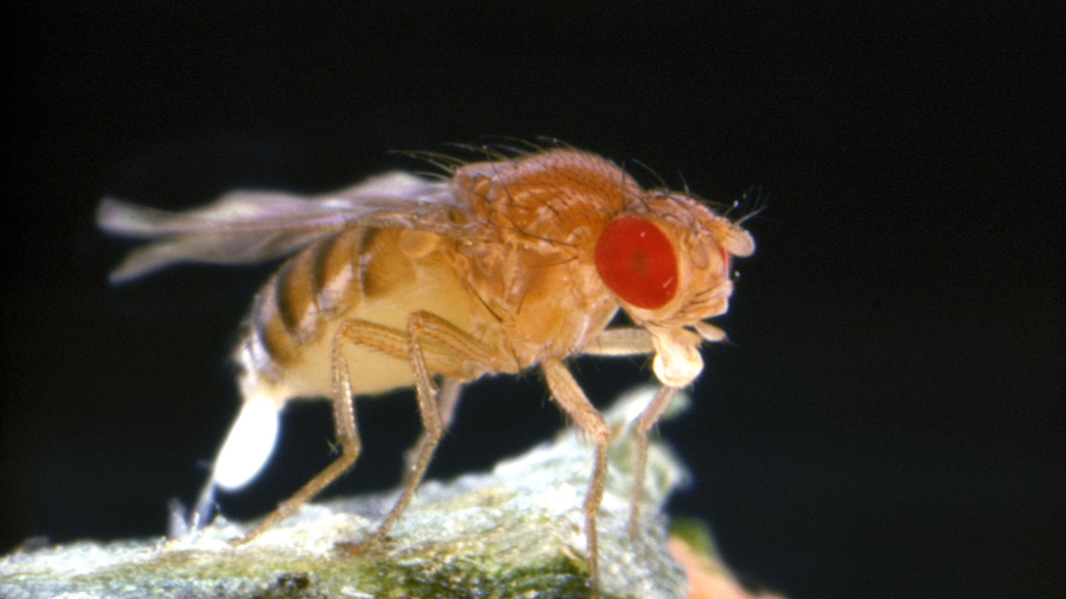 A fruit fly (Drosophila melanogaster) laying eggs.