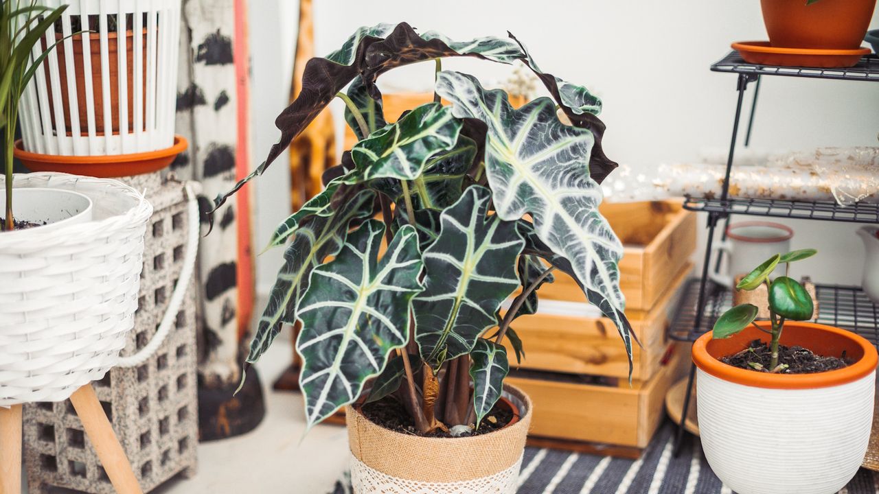 Alocasia plant in wicker pot 