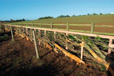 Pleachers are laid low in the Yorkshire hedge to contain escapologist sheep and lambs. Courtesy of the National Hedgelaying Society.