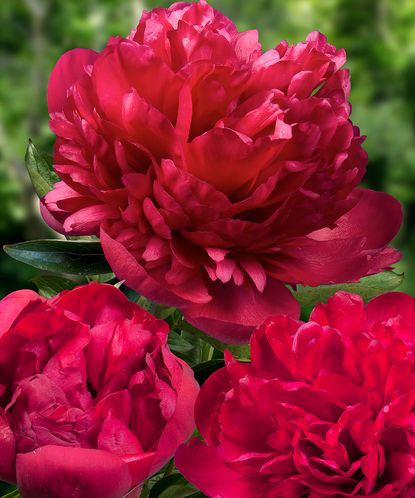 7 myths about planting peonies this plant expert wants you to know ...