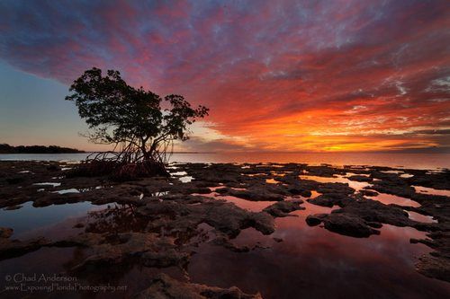 national key deer refuge, key deer, florida keys photos, mangrove forests