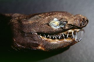 The dried remains of a viper dogfish (Trigonognathus kabeyai), from Hawaii.