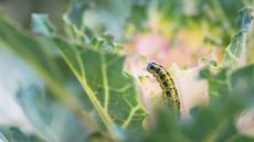 A caterpillar eating brassica leaves in a vegetable garden