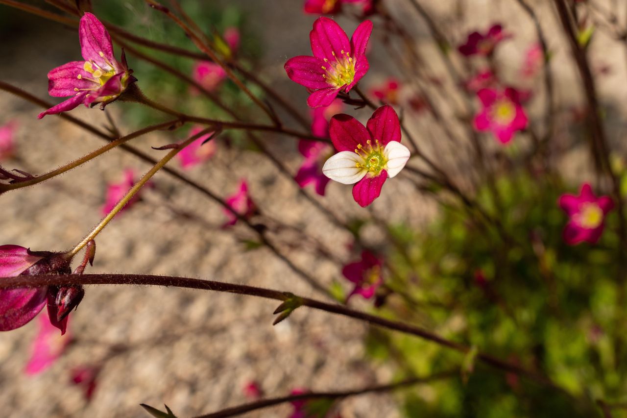 Plant mutation on red flower