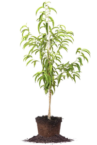 Flordacrest peach tree, Amazon