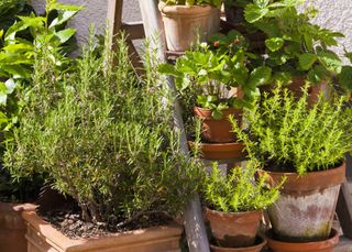 Herbs in terracotta planters on steps