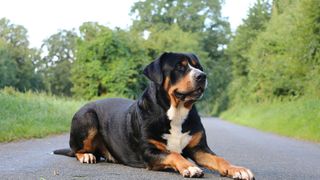 Greater Swiss mountain dog sitting on the pavement