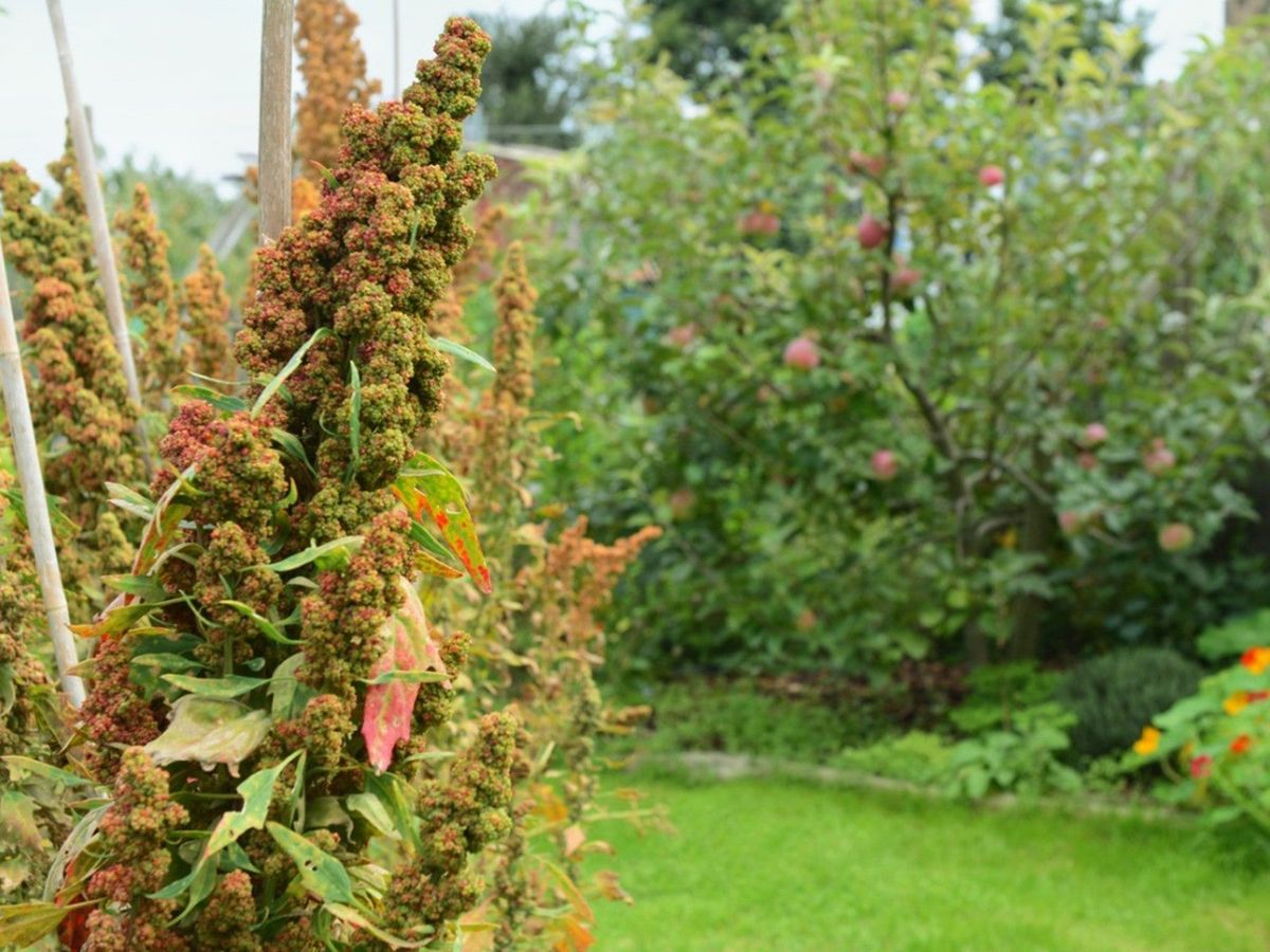 Quinoa Problems, Pests And Diseases In The Garden Gardening Know How