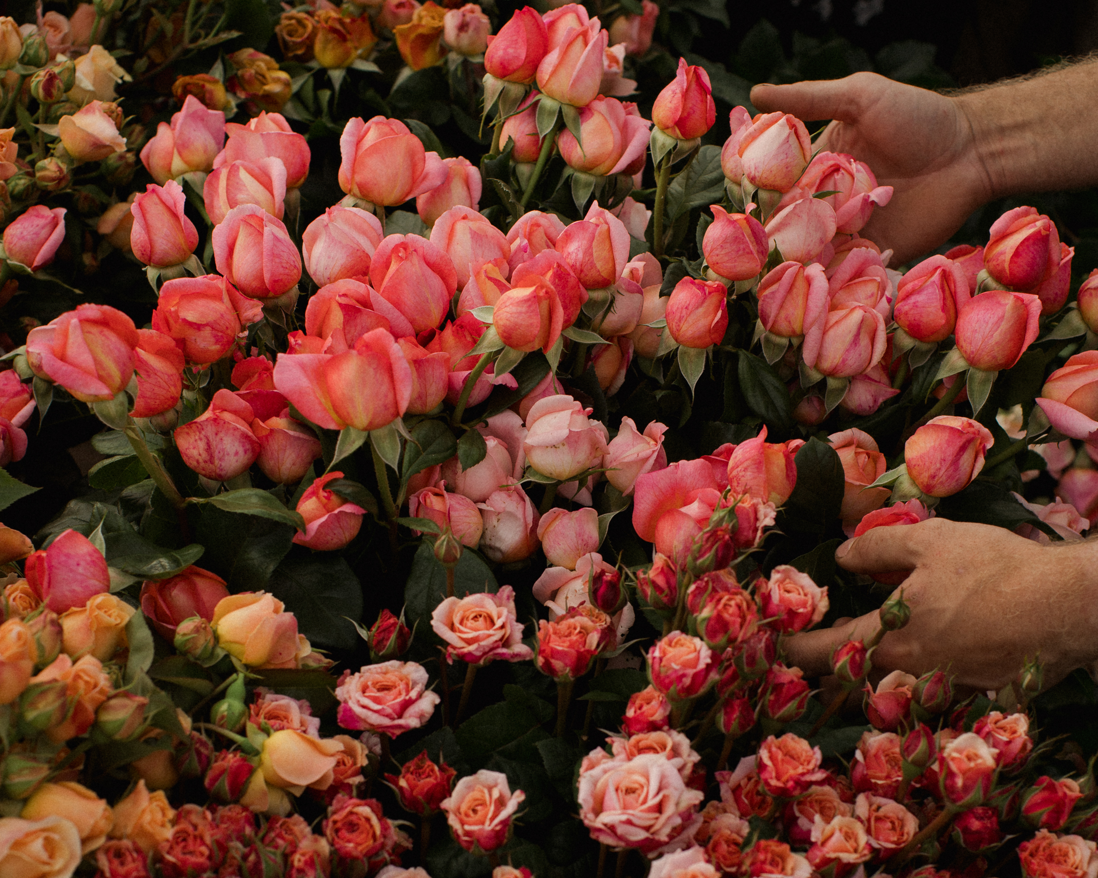 The Real Flower Company