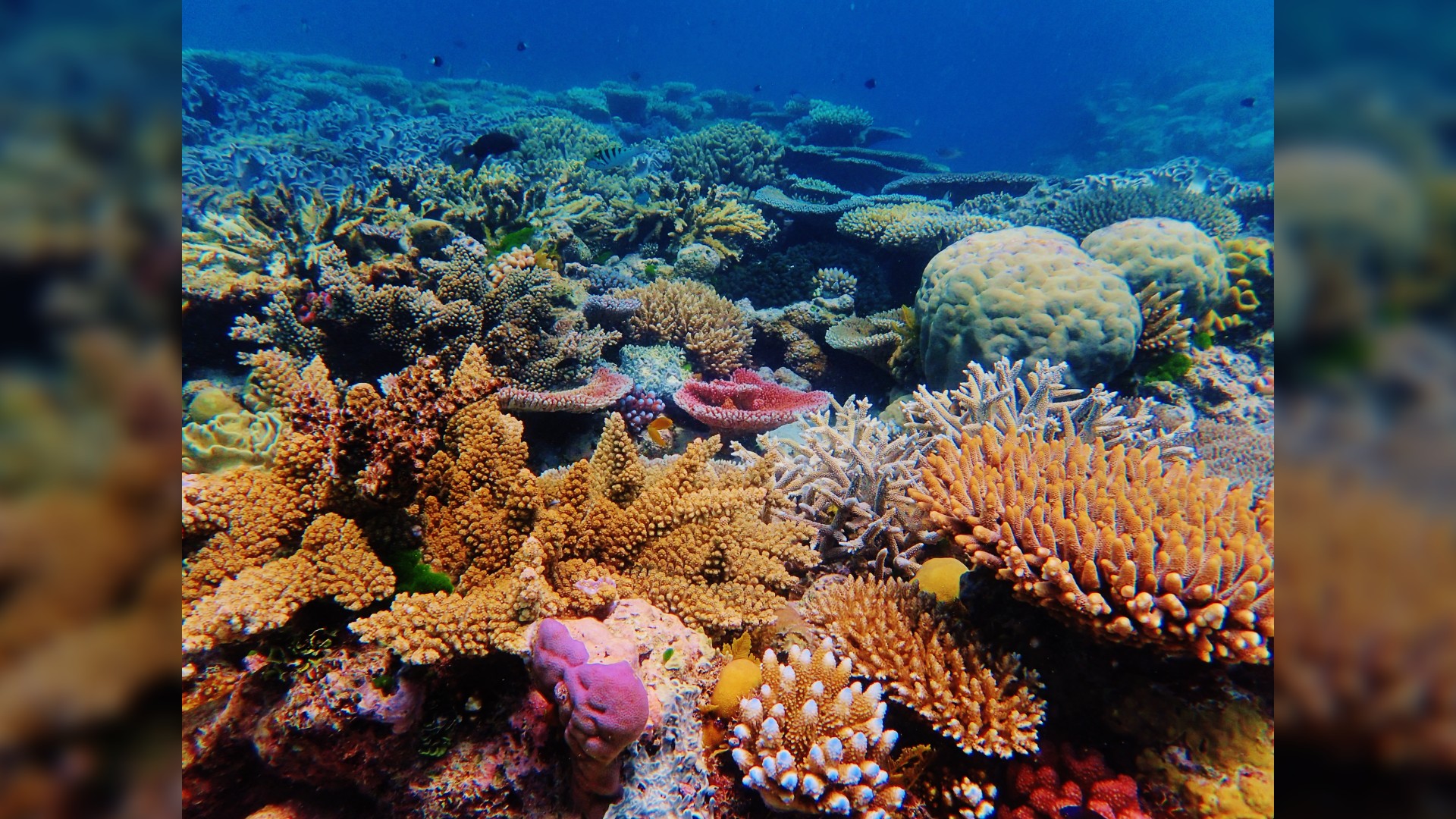 Ribbon Reef No. 9, Great Barrier Reef, Australia.