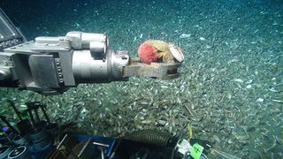 The ROV Jason collects a sea urchin and a few mussels from the expansive mussel bed with its manipulator arm.