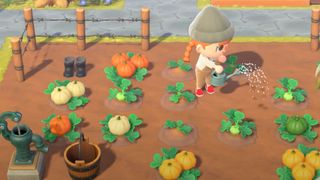 Pumpkin growing in Animal Crossing: New Horizons