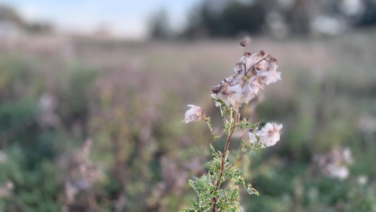 iPhone 18 Pro comparison picture