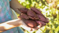 A gardener holding a harvest of sweet potatoes