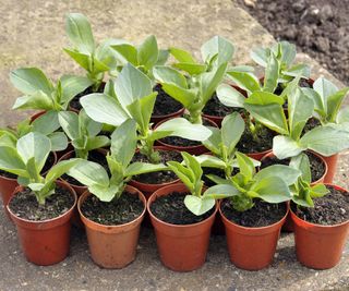 Fava bean seedlings growing in pots