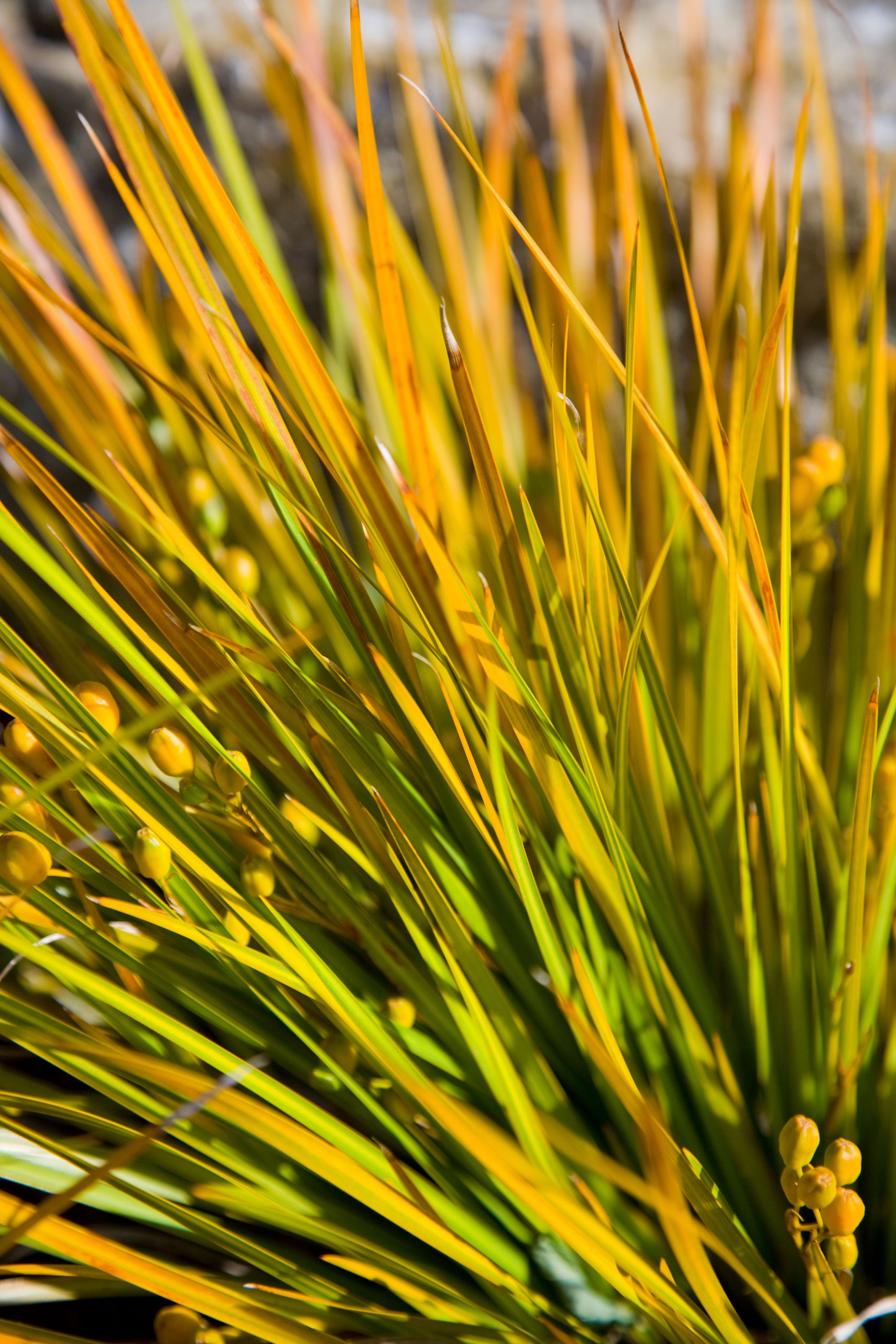 10 evergreen perennials you need in your garden now GardeningEtc