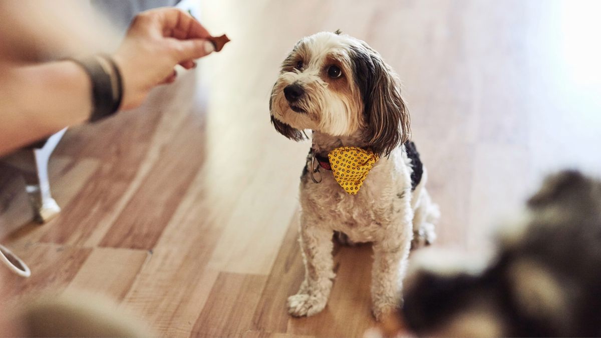 Woman giving dog a treat