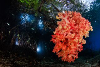 Mangrove Magic, underwater photography