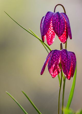 Romania for snakes head chess flowers