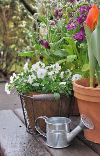 watering can and potted plants