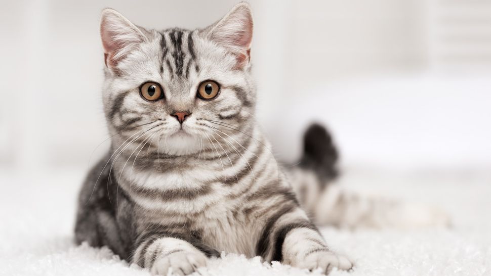 How to stop your cat peeing on the carpet PetsRadar