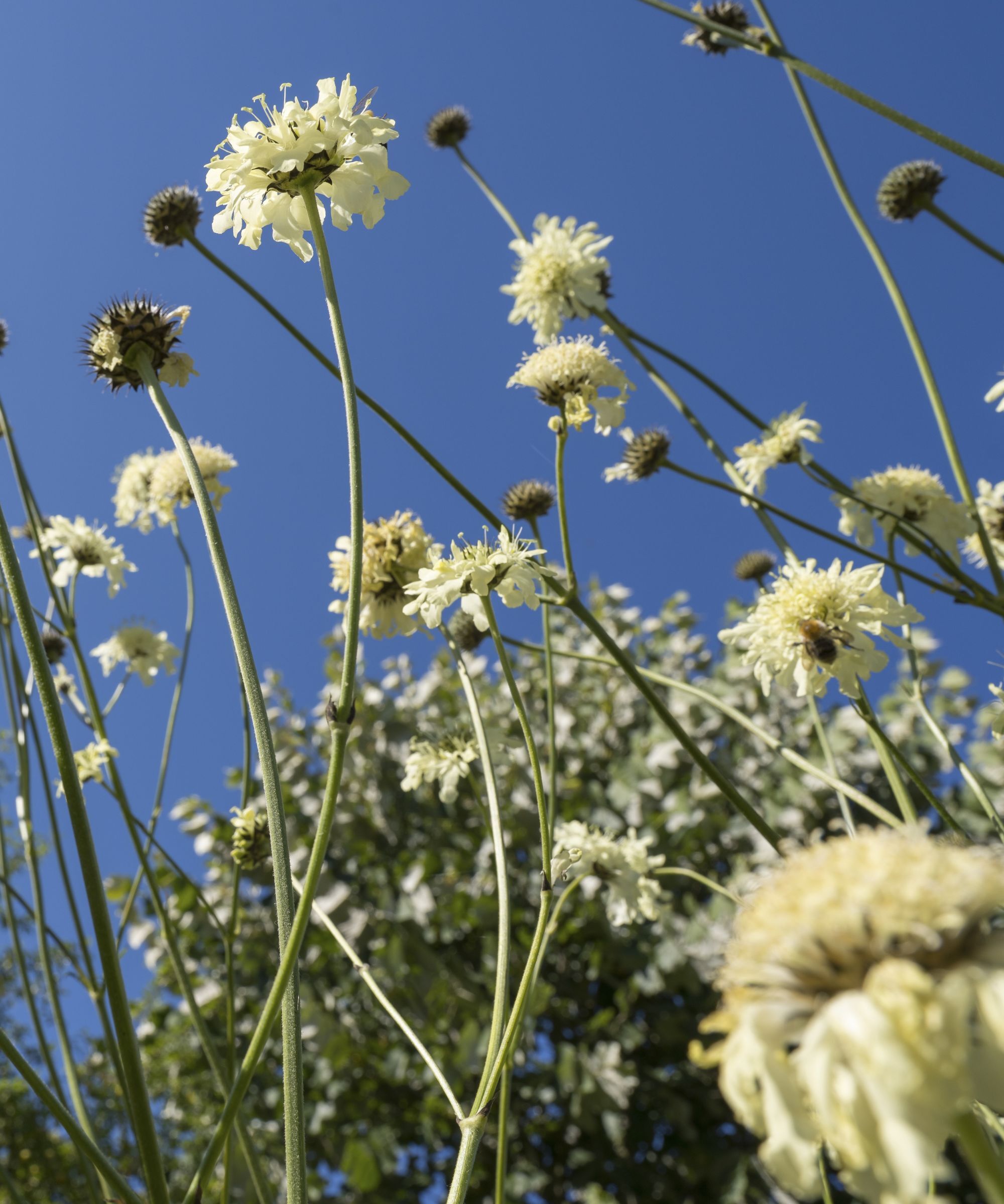 Yellow scabious
