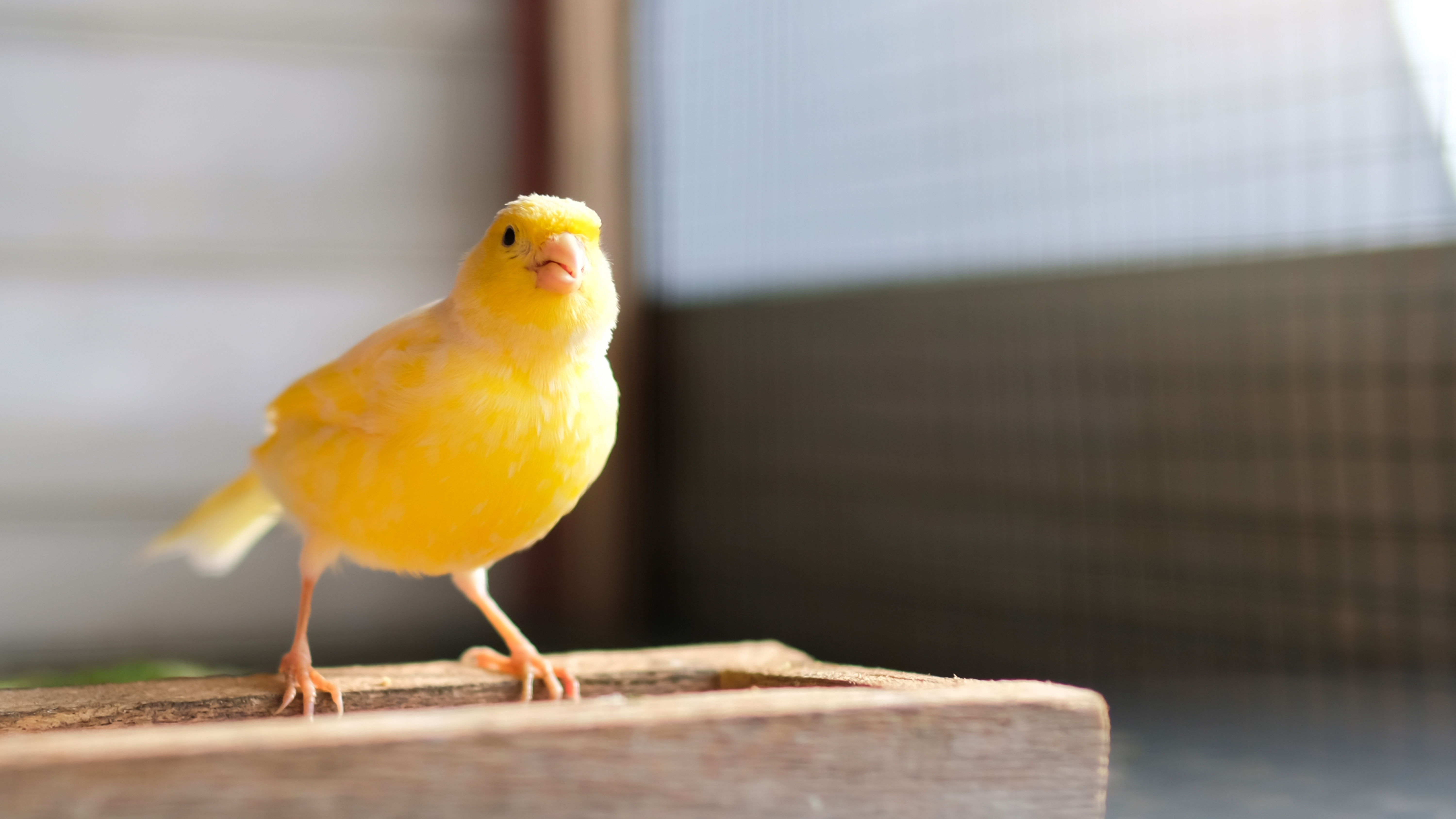 Canary