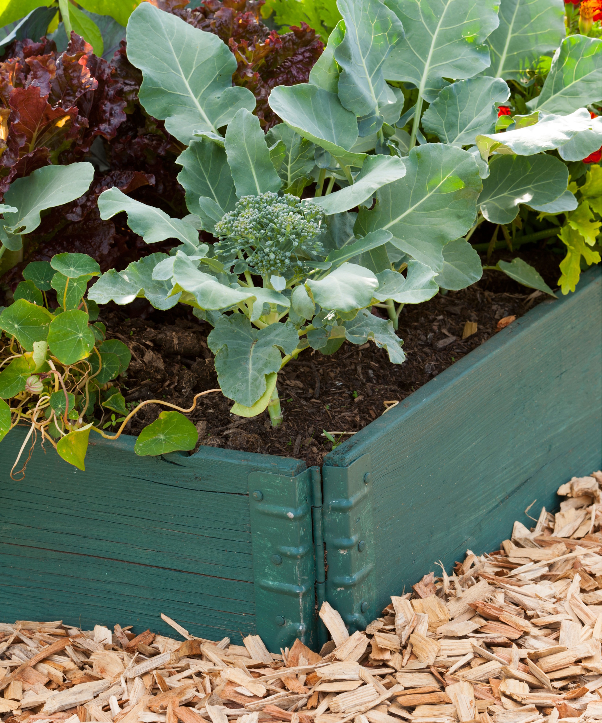 Vegetable raised garden bed