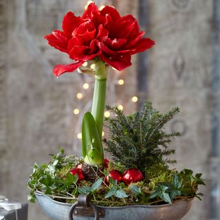 amaryllis in Christmas display pot