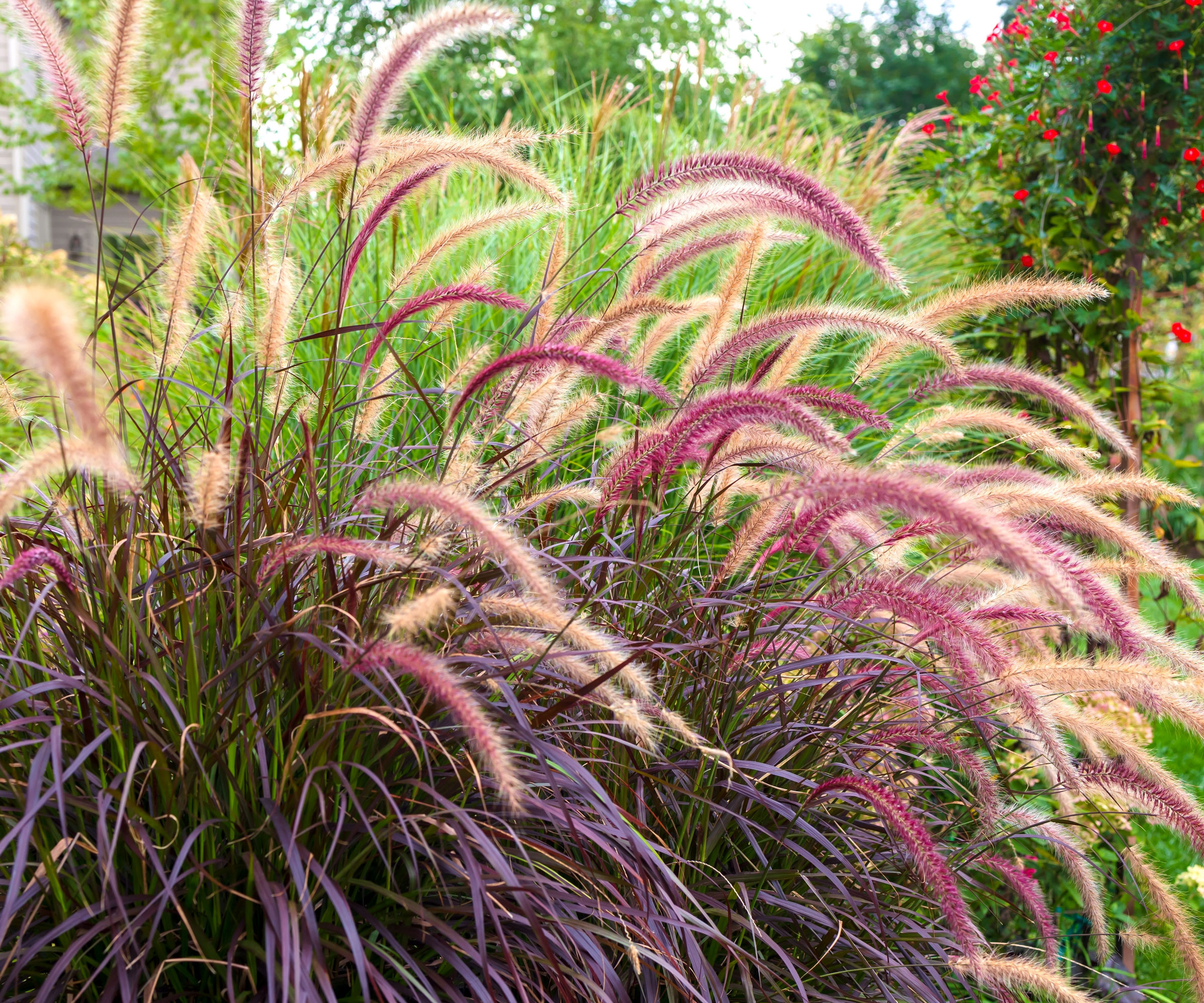 purple fountain grass moving in garden breeze