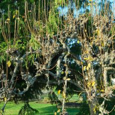 water sprouts growing out of an apple tree in sunny garden