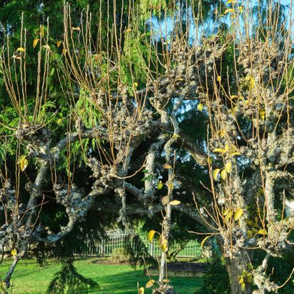 water sprouts growing out of an apple tree in sunny garden