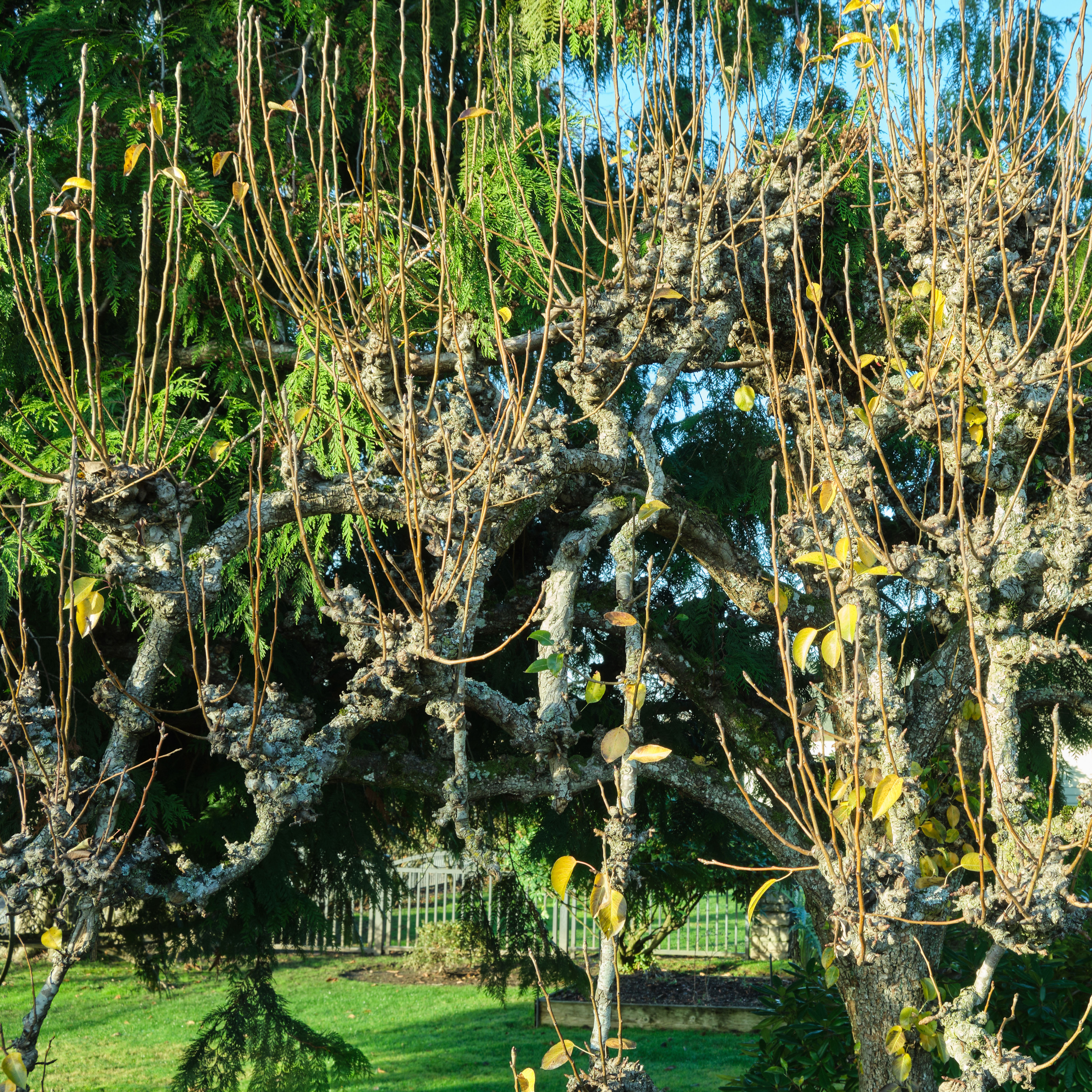 water sprouts growing out of an apple tree in sunny garden