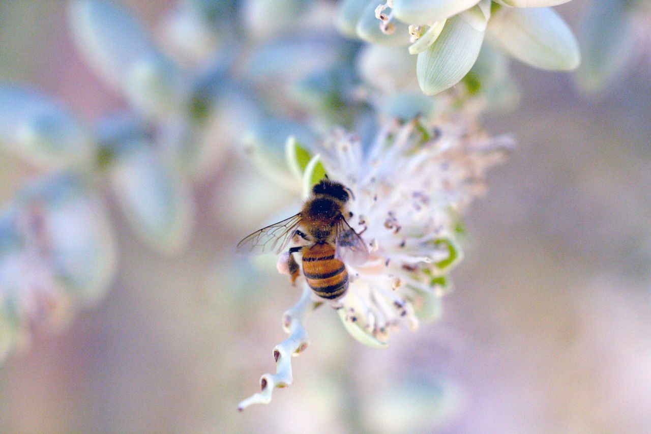 bees nest