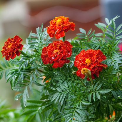 French marigolds