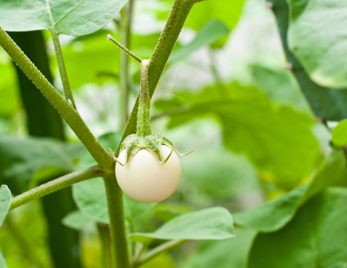 White Eggplant