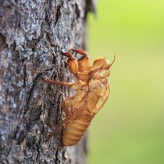 Cicada shell hanging on tree trunk
