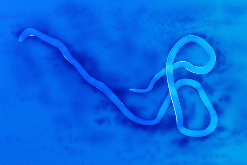 Microscopic view of Ebola virus