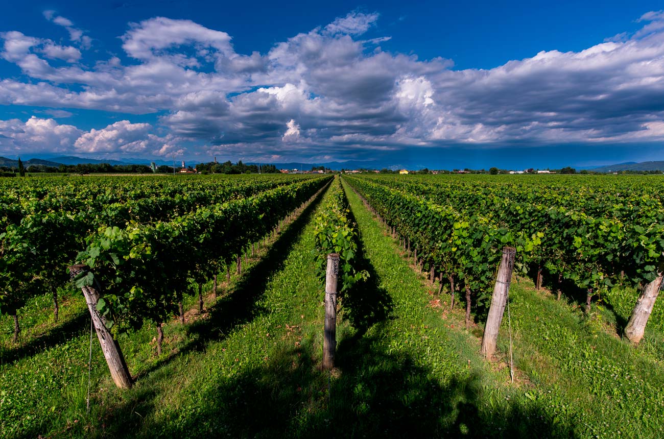 Masut da Rive vineyard