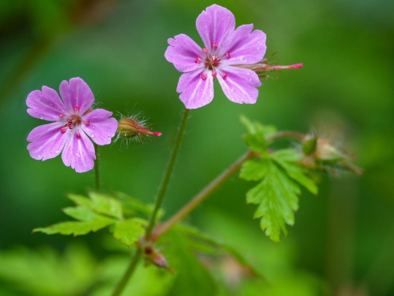 Herb Robert Geranium Plant