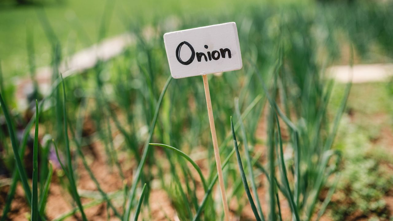 Onions growing in a vegetable garden