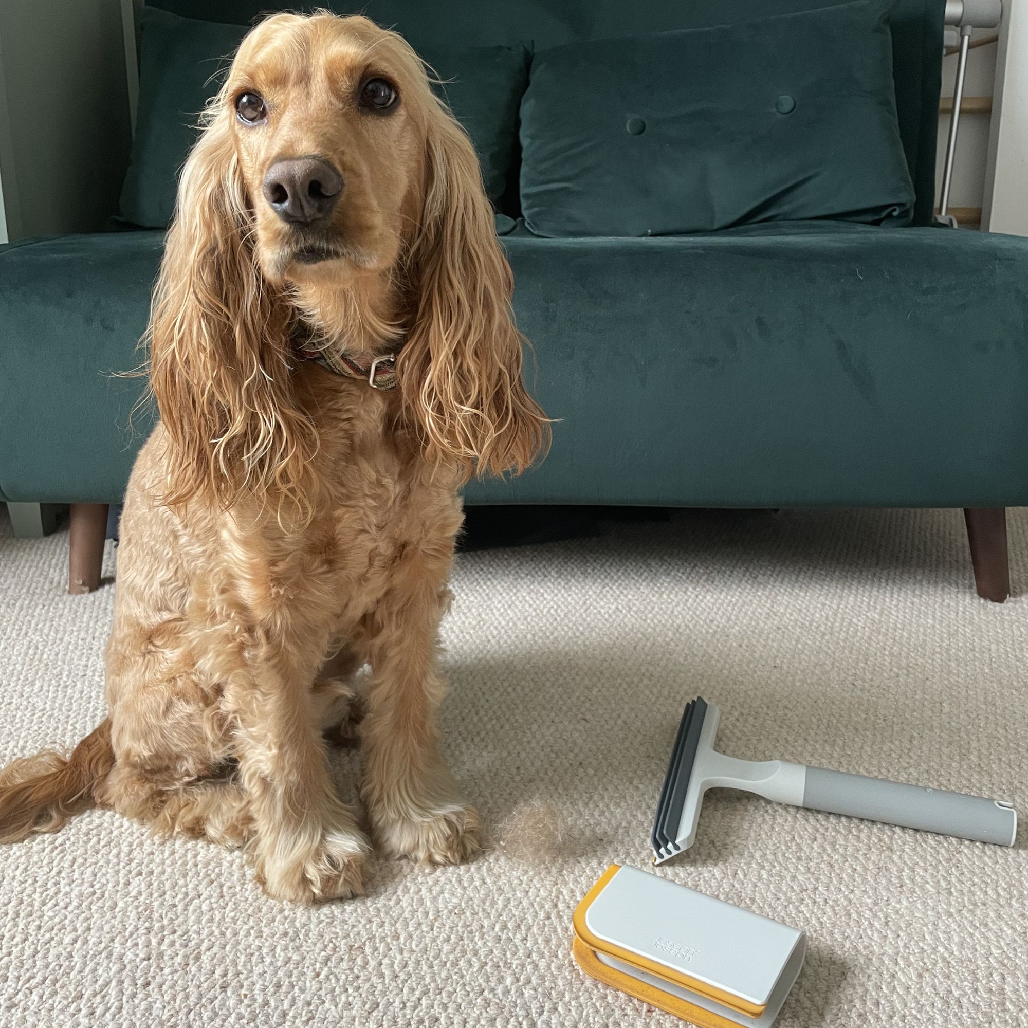 Cocker spaniel sitting on a cream carpet with Joseph Joseph pet hair tools on the floor next to him