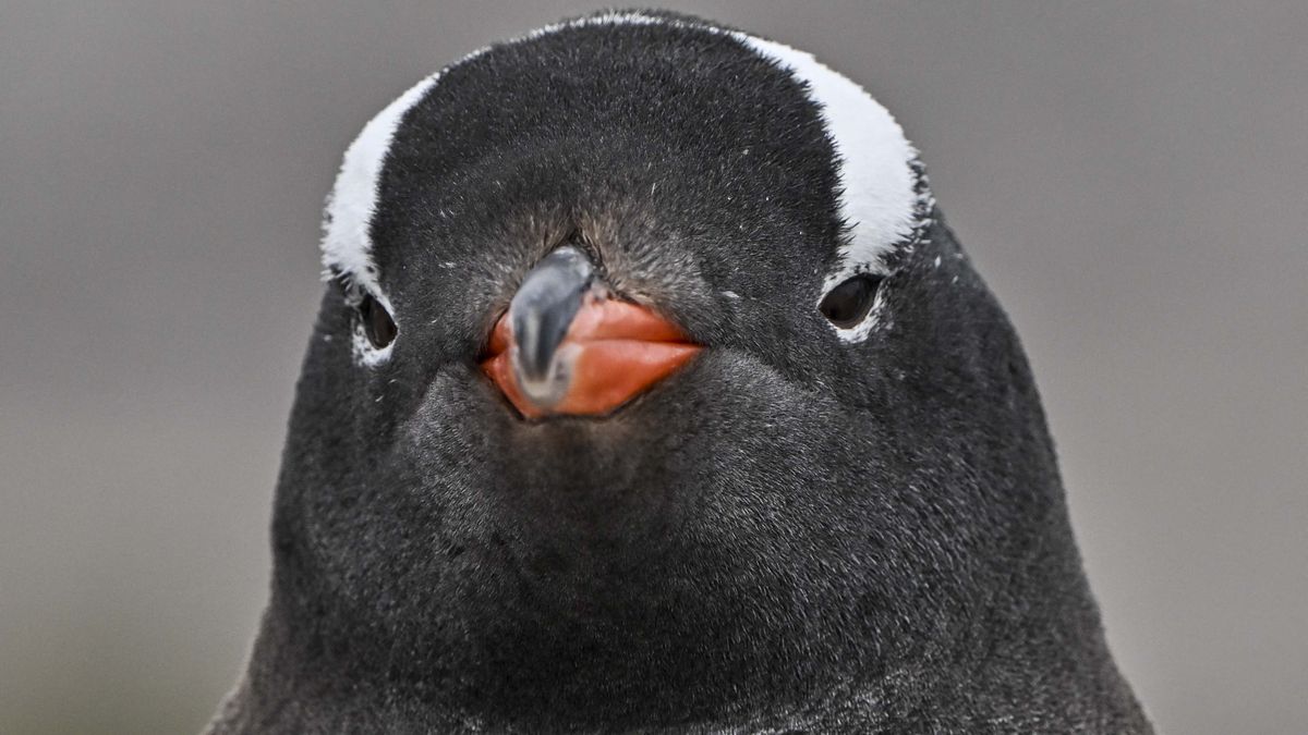 After Microsoft couldn't keep its AI hands to itself, a notoriously complex Linux distro has started its long march away from GitHub