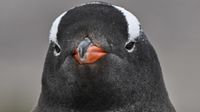 A view of a gentoo (Pygoscelis papua) penguin at the Paradise Bay in the Gerlache Strait -which separates the Palmer Archipelago from the Antarctic Peninsula, on January 20, 2024. Scientists and researchers from various countries are collaborating on projects during the X Antarctic Expedition aboard the Colombian research vessel 'ARC Simon Bolivar,' designed exclusively to develop scientific projects. These initiatives involve analyzing the current condition of the Antarctic sea, studying atmospheric pressure, and monitoring the species inhabiting this region of the planet. 