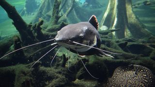 Catfish have smooth skin that lacks scales, making them a non-kosher fish according to the Jewish Torah.