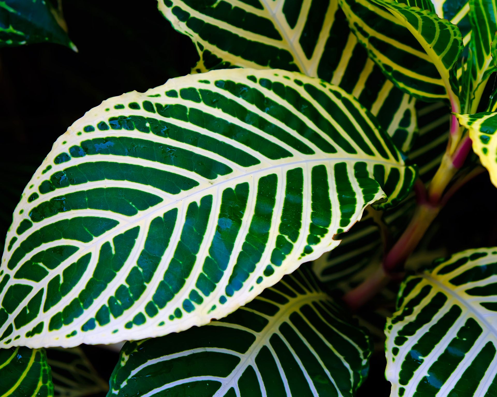The hardest house plants to keep alive Homes & Gardens