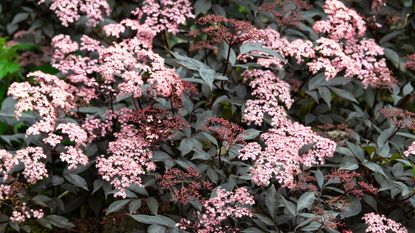 elder shrub flowering in border display