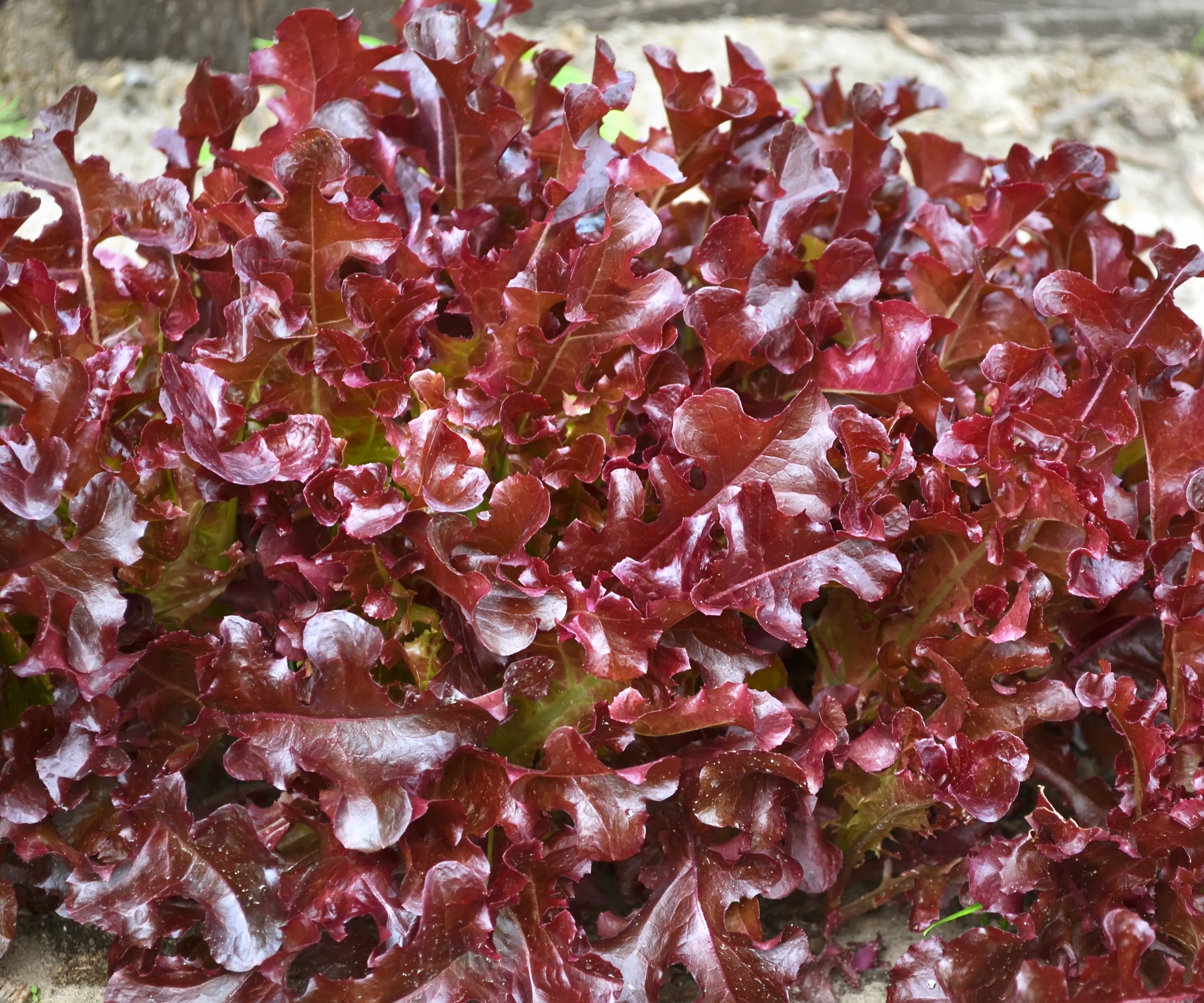 Red-leafed lettuce growing in a garden