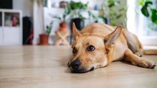 Dog lying on hardwood floor